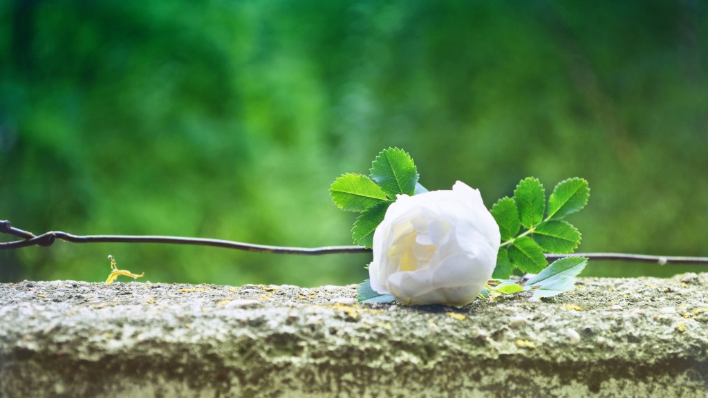 Why Find Your Middle Ground, The Center of Your&nbsp;Being?