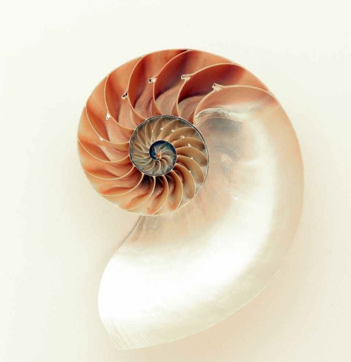 orange and white seashell on white surface