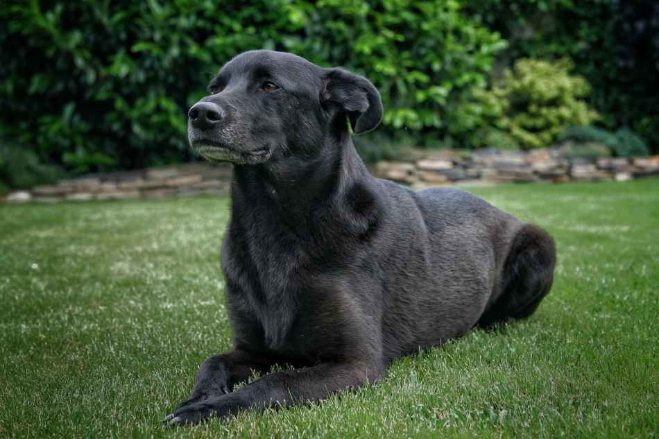 adult black taiwan dog laying down on grass lawn