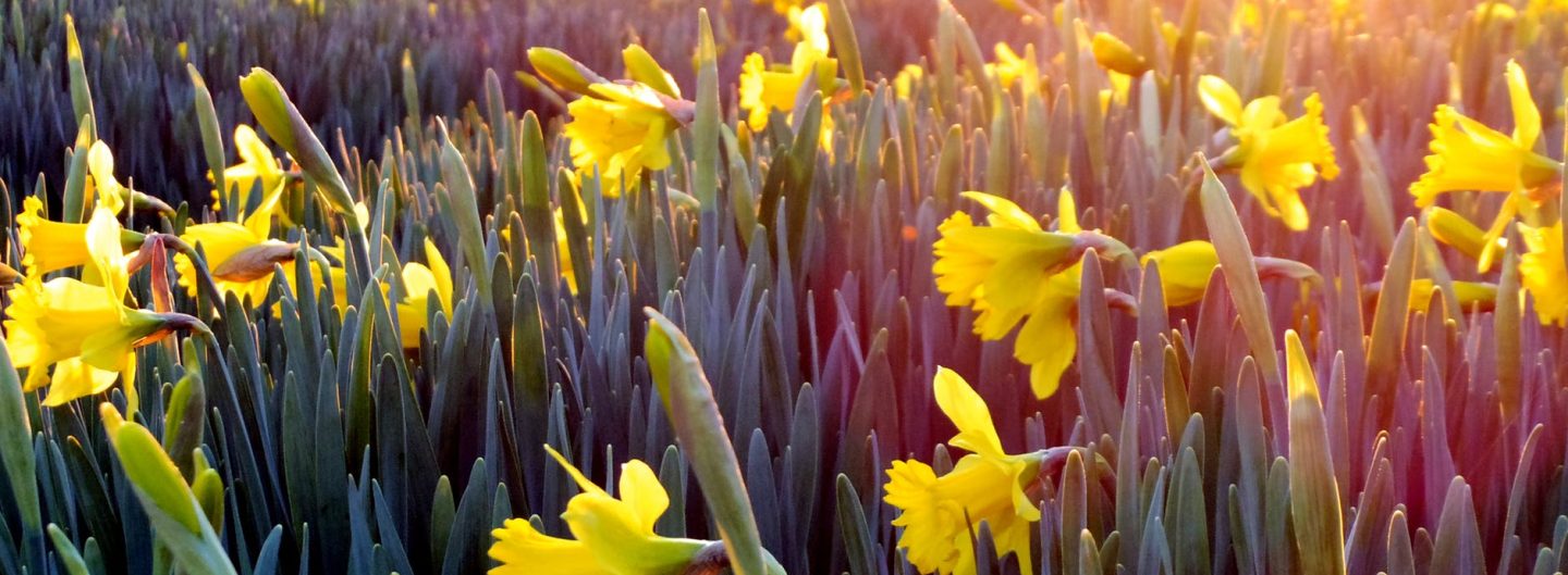 Find Your Middle Ground