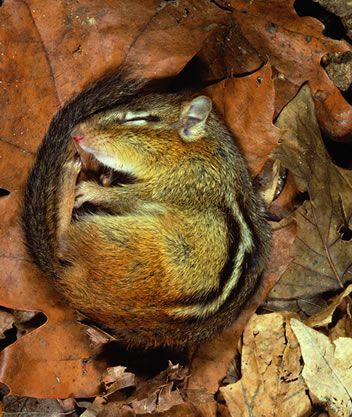 chipmunk hibernating