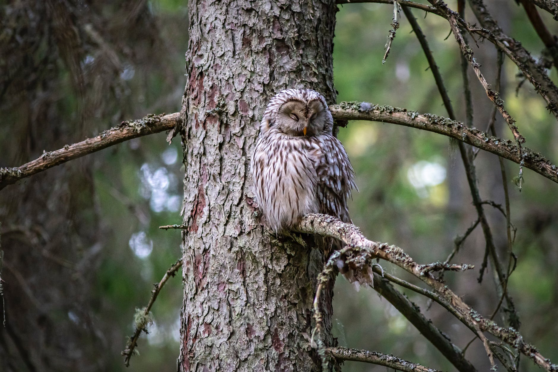 photo of white and brown owl perched on a tree branch