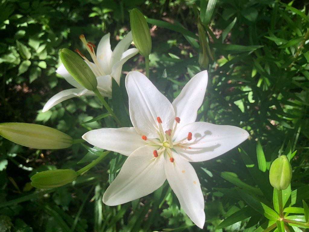 Chanticleer Wednesday