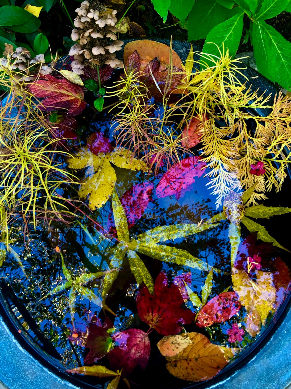 Week of Flowers – Autumn&nbsp;Glory