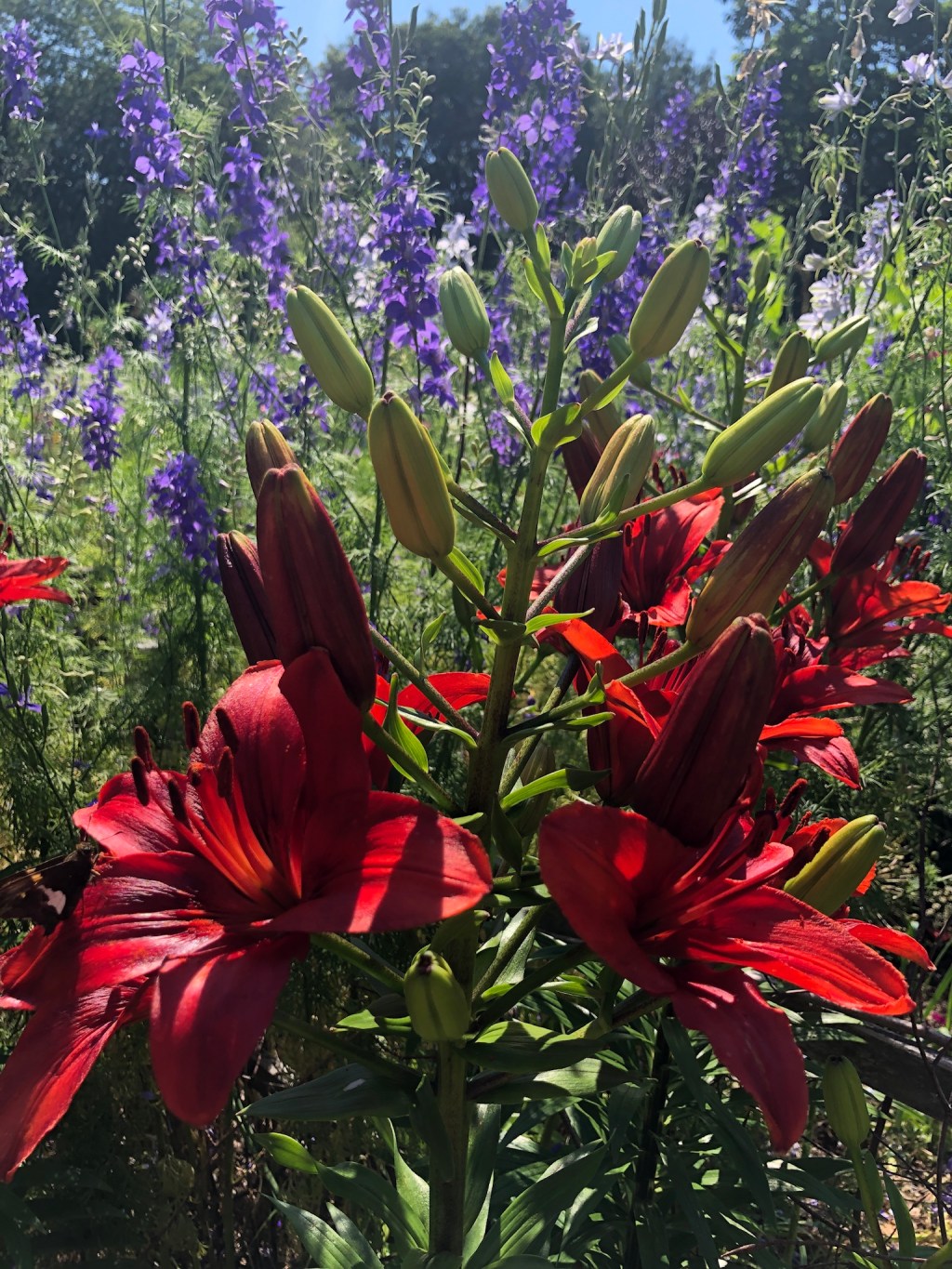 Week of Flowers – Nature’s&nbsp;Bouquet