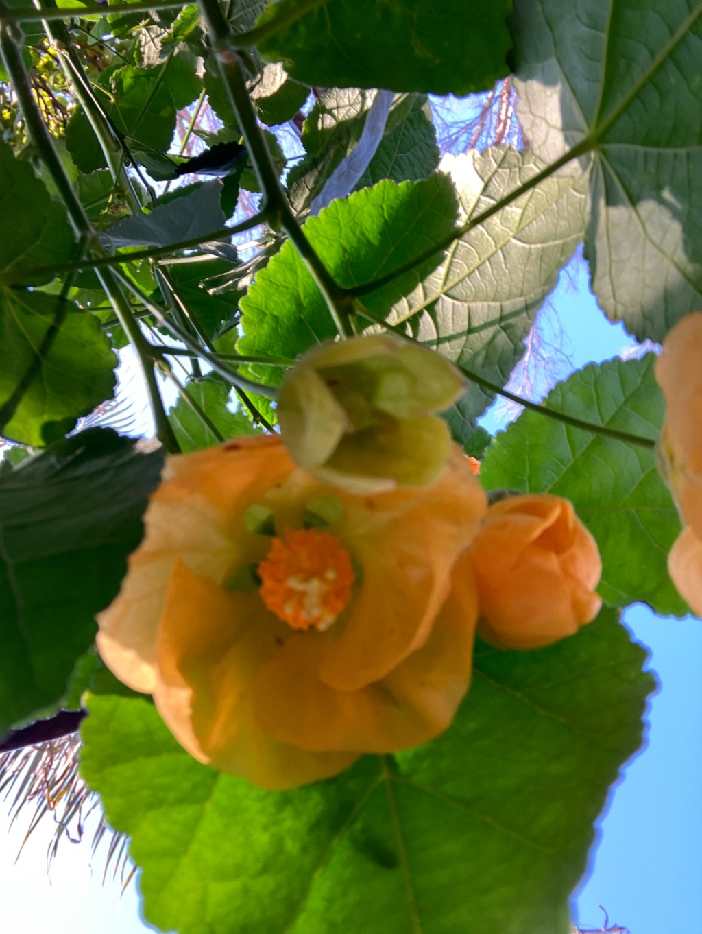 Chanticleer – the last&nbsp;hurrah!