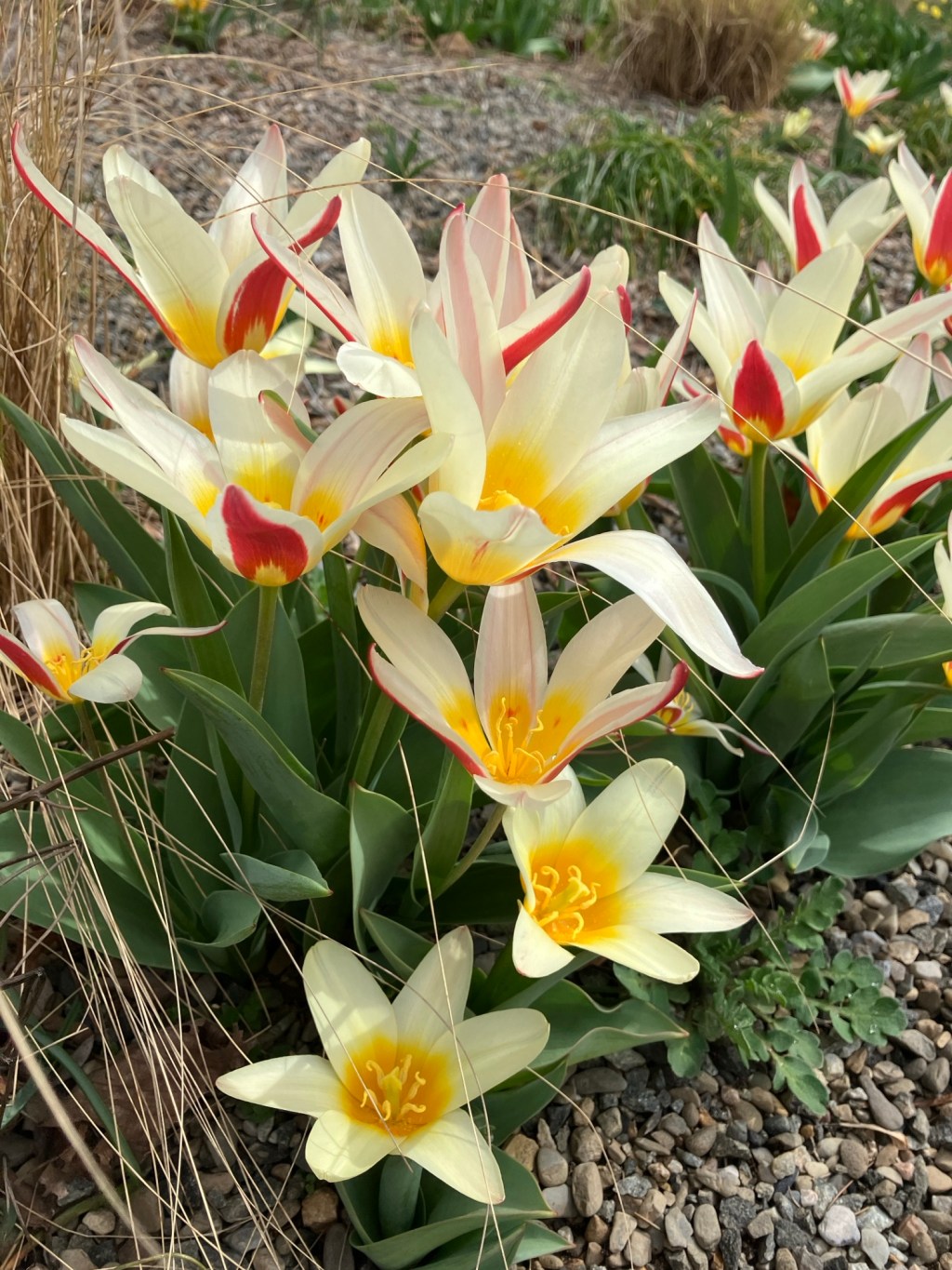 The Heart of a&nbsp;Gardener