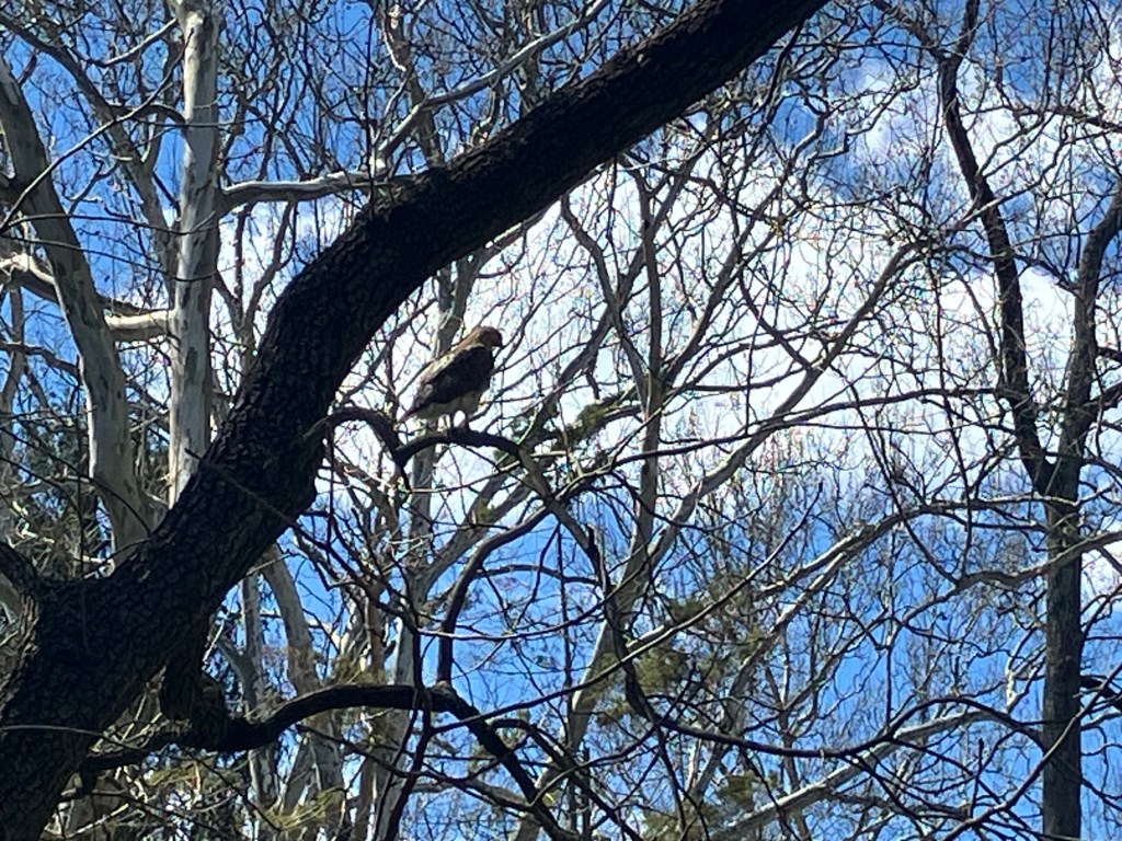 Blooming Chanticleer