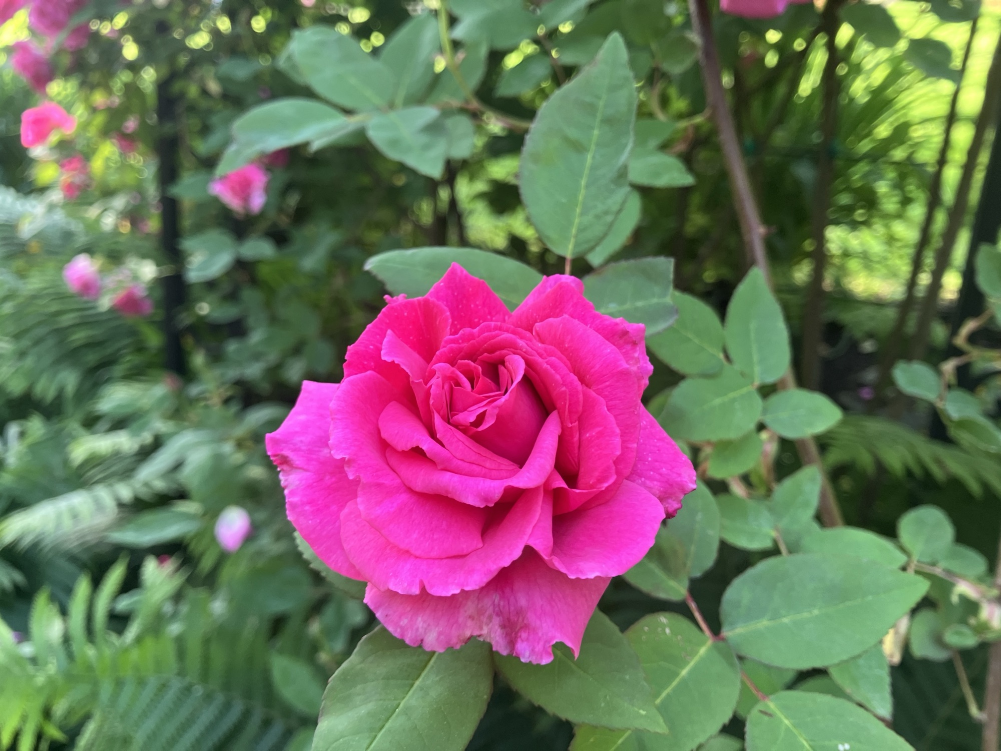 Rose Abundance