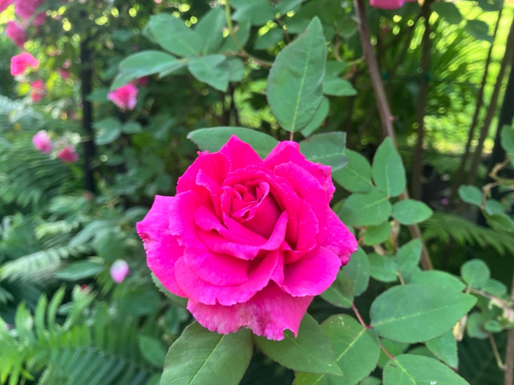 Rose Abundance