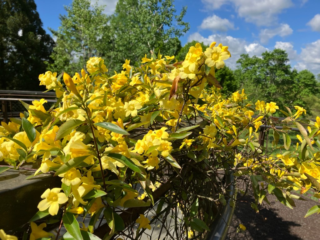 Haiku- mellow yellow