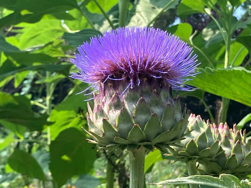 O Flower of&nbsp;Scotland