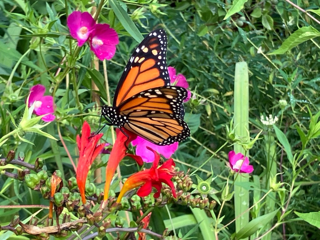 Haiku – Lilies Close&nbsp;Up