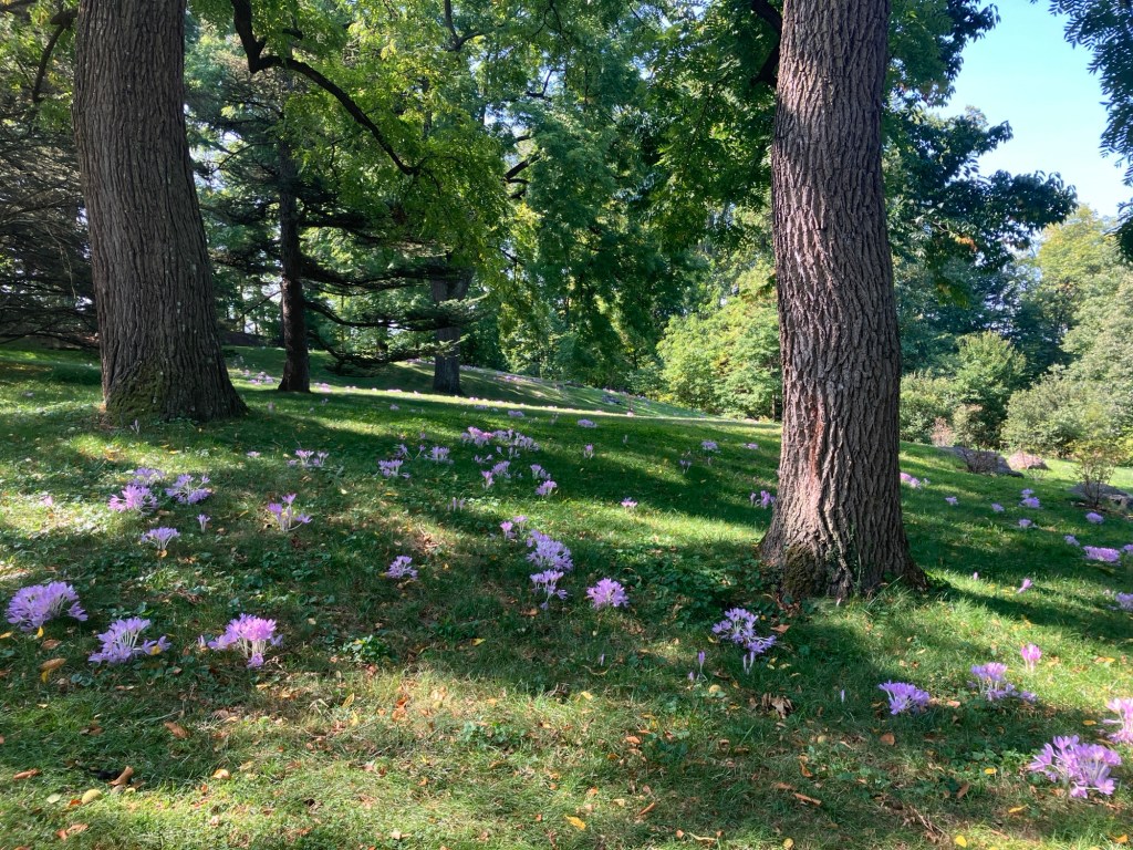 Haiku – late&nbsp;summer