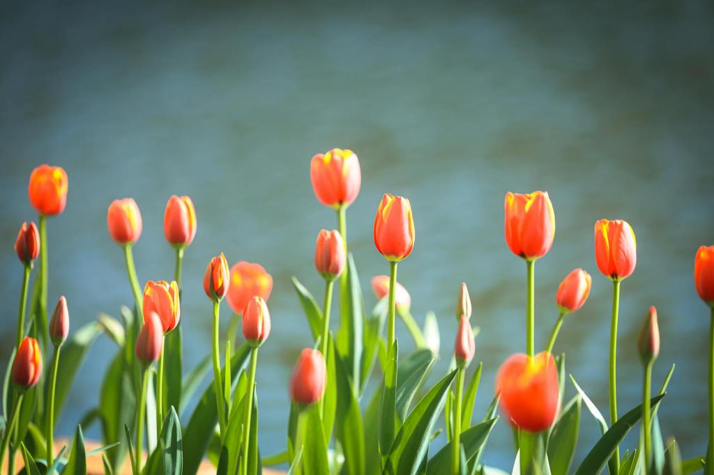 🌷Val’s May Community News&nbsp;🌷