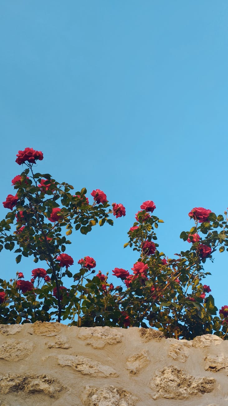 🌹Val’s June Yoga Community News&nbsp;🌹