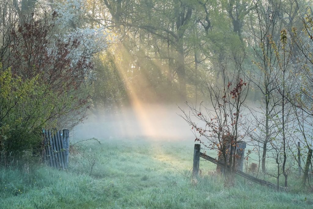 Morning Light